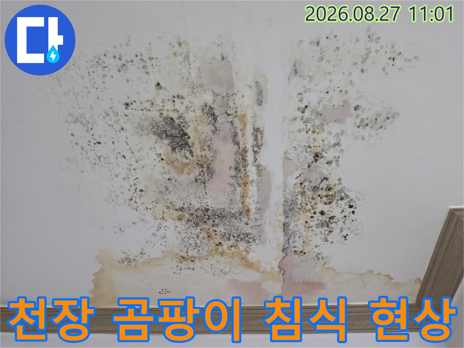 누수가 발생한 천장-광범위하게 퍼진 곰팡이와 얼룩