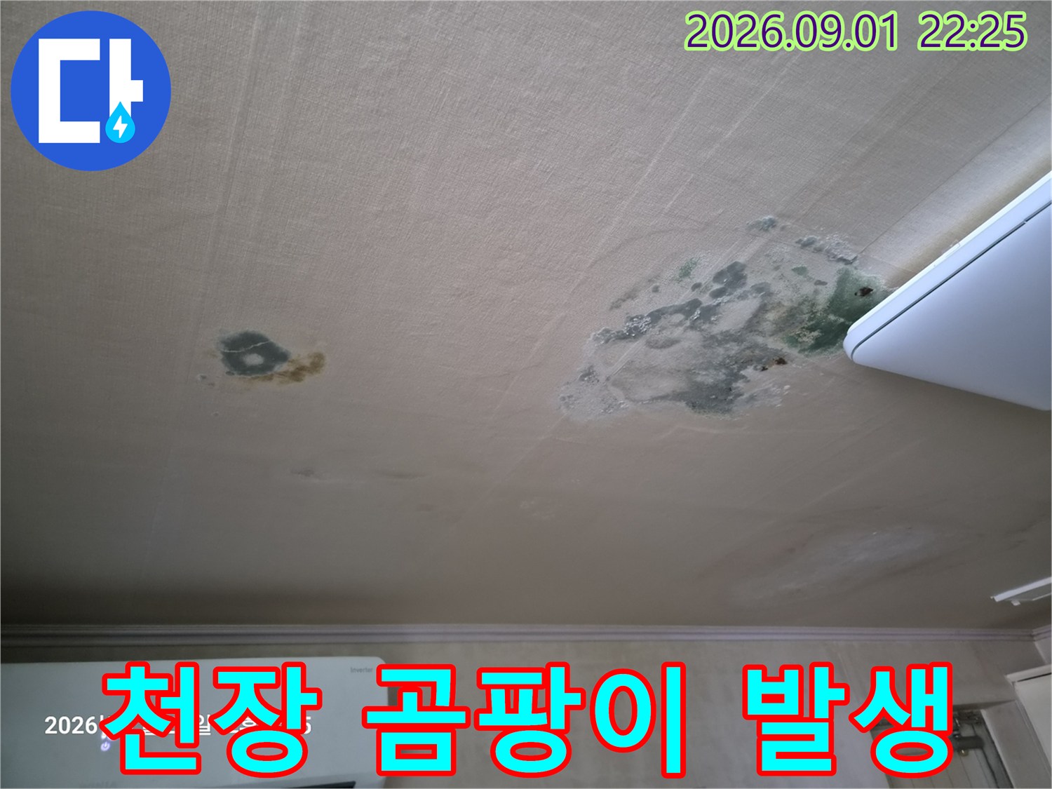 거실 천장 벽지에 넓게 퍼진 초록색 곰팡이 오염 현황