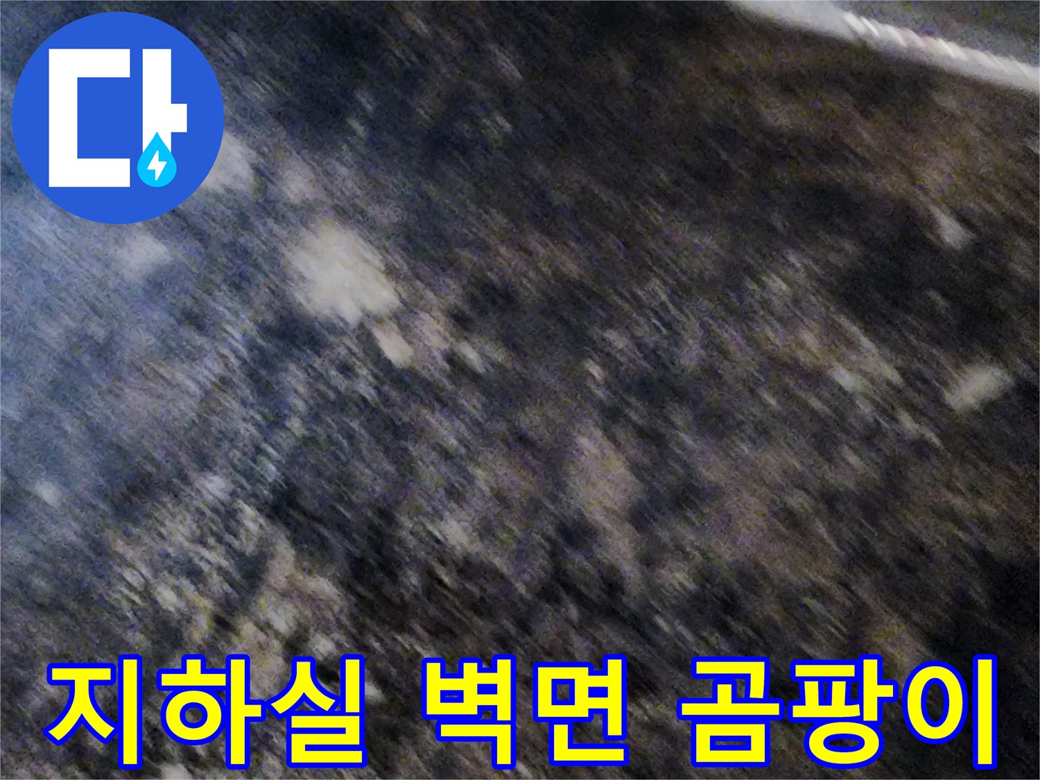 서초구 염곡동 지하실-벽면에 퍼진 광범위한 곰팡이와 습기 상태