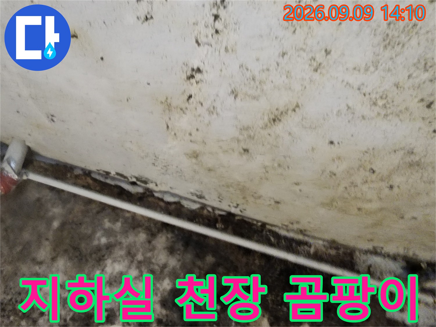 서초구 염곡동 지하실 천장에 발생한 심한 곰팡이와 습기 상태