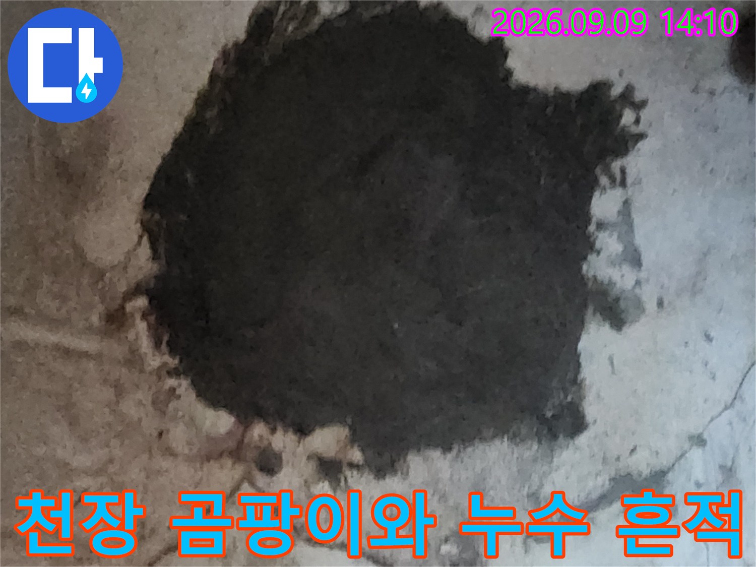 지하실 천장의 검은 곰팡이와 습기 얼룩 현상